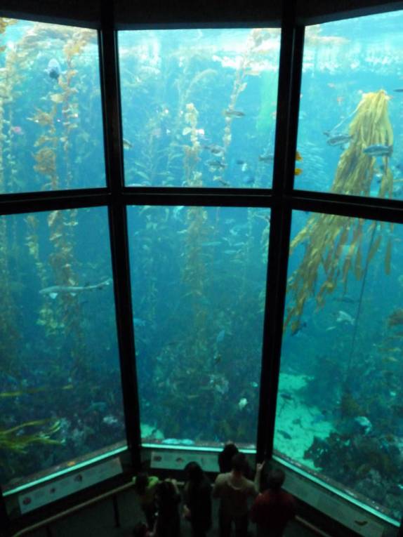 Observando a floresta de Kelps no enorme aquário de Monterey, no litoral da Califórnia, nos Estados Unidos